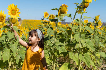 Nettes Mädchen bewundert Sonnenblumen auf einem Feld an einem sonnigen Tag - GEMF04080