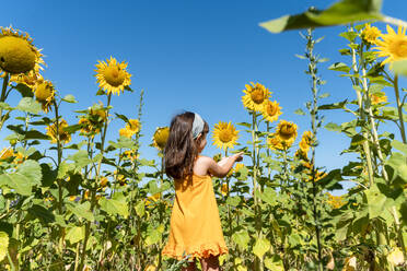 Mädchen bewundert Sonnenblume in Feld gegen klaren blauen Himmel - GEMF04083