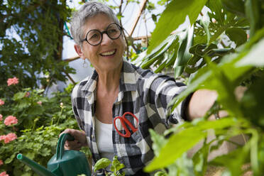 Ältere Frau bei der Gartenarbeit in geodätischer Kuppel - MINF15089