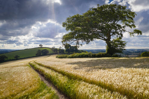 Getreidefeld und windgepeitschter Baum, Devon, England, Vereinigtes Königreich, Europa - RHPLF17341