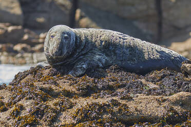 A Grey Seal (Halichoerus grypus), resting on a rock in the Western Rocks, at the western edge of the Isles of Scilly, England, United Kingdom, Europe - RHPLF17430