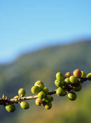 Coffea-Kirschen auf der Kaffeeplantage, Blue Mountains, Gemeinde Saint Andrew, Jamaika, Westindien, Karibik, Mittelamerika - RHPLF17438