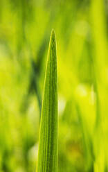 Green lilium leaf - WWF05381