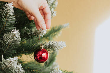 Anonyme Person hängt rote Christbaumkugel an einen Zweig des Weihnachtsbaums zu Hause - CAVF88385