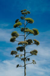 Tall green stern of agave plant over blue cloudy sky - ADSF11322