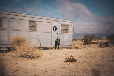 Ein Hund ist in der Nähe eines Wohnmobil-Anhängers in der Wüste, Kalifornien - CAVF88393