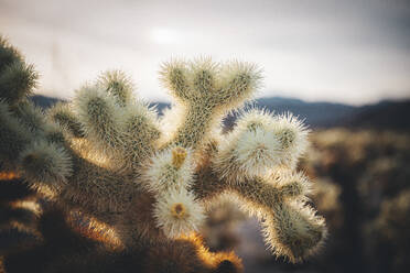 Ein Kaktus in der Wüste von Kalifornien, Joshua Tree National Park - CAVF88400