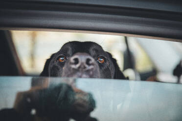 Ein Hund sitzt in einem Auto in der Wüste von Kalifornien - CAVF88405