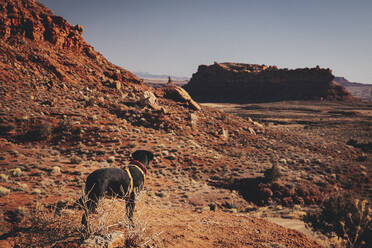 Ein Hund steht auf einem Hügel, Tal der Götter, Utah - CAVF88435