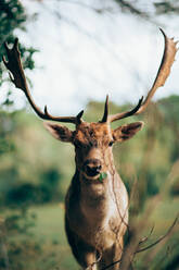 Young wapiti with large antlers chewing green leaves while grazing on blurred background of nature - ADSF11364