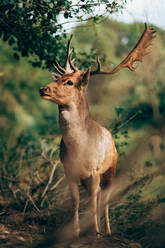 Portrait of young wapiti with large antlers standing against blurred background of nature - ADSF11365