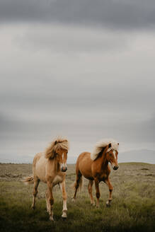Zwei schöne Pferde traben auf einer wunderschönen Wiese an einem Herbsttag - ADSF11366