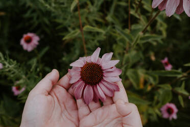 From above of crop female holding fresh purple coneflower while resting in garden in summer day - ADSF11507