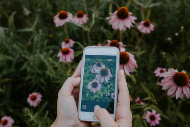 Von oben der Ernte anonyme weibliche mit Smartphone Aufnahme von blühenden Blumen beim Ausruhen im Garten im Sommer Tag - ADSF11508