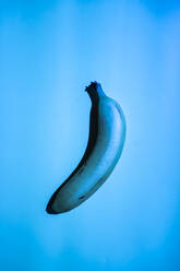 Studio shot of single blue-painted banana - GIOF08757