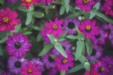 Violett blühende Zinnien (Zinnia haageana) - MMAF01375