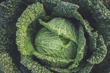 Green growing cabbage (Brassica oleracea) - MMAF01377