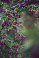 Toringo-Kreuzapfel (Malus toringo) - MMAF01378