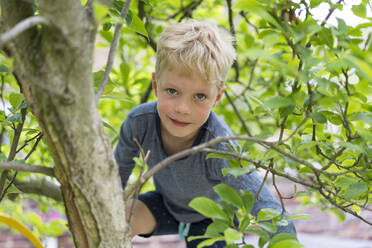 Cute blond boy climbing tree branch - MOEF03173