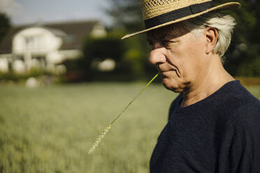 Zerknitterter Mann hält Ernte im Mund, während er auf einem Feld steht - GUSF04372