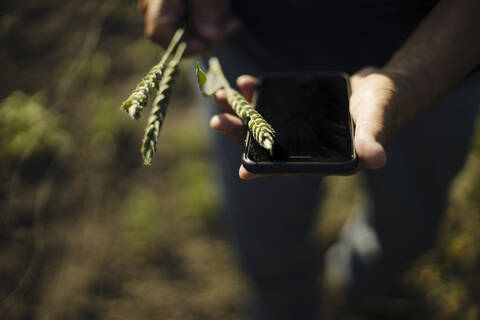 Man holding crop with smart phone in field stock photo