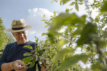 Selbstbewusster faltiger Mann mit Hut betrachtet die Ernte auf einem landwirtschaftlichen Feld - GUSF04421