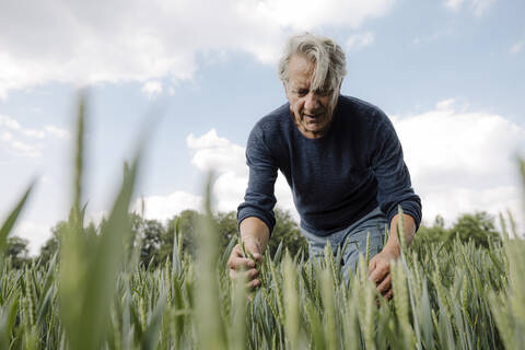 Wrinkled man looking at crop against cloudy sky in agricultural field stock photo