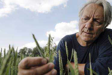 Runzliger Mann betrachtet Ernte auf einem landwirtschaftlichen Feld - GUSF04432