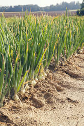 Onions growing in field - MAEF12995