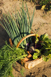 Basket of freshly harvested homegrown vegetables - MAEF12996