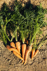 Freshly harvested carrots - MAEF12997