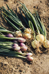 Freshly harvested onions - MAEF12998