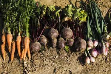 Row of freshly harvested homegrown vegetables - MAEF13000