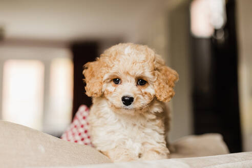 Close-up of adorable puppy sitting on sofa - NMSF00409