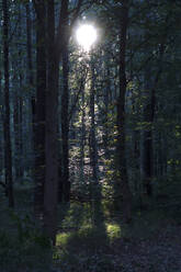Forest at summer sunset - JTF01618