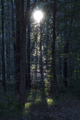 Wald bei sommerlichem Sonnenuntergang - JTF01618