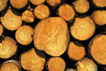 Stack of wood logs - JTF01619
