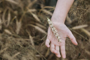 Girl's hands touching wheat ears - EYAF01262