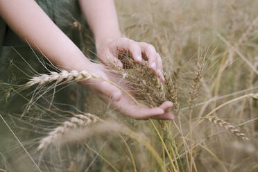 Hände eines Mädchens berühren Weizenähren - EYAF01265
