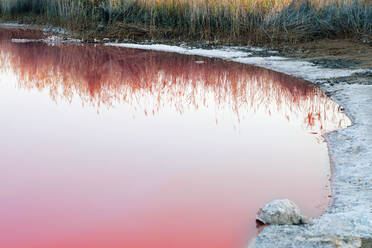 Schöner Naturpool mit Salzkristallen und verdorrtem Gras am Ufer, das sich tagsüber im rosa Wasser spiegelt - ADSF12040