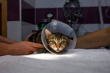 Seitenansicht einer nicht erkennbaren Person, die eine niedliche Katze mit Tierarztkragen in einer modernen Tierklinik hält - ADSF12087