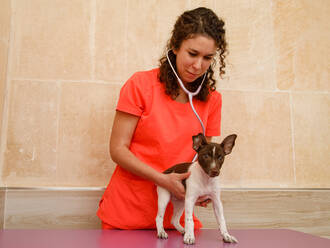 Smart young female veterinarian in orange uniform standing and using stethoscope to little cute dog standing on table in modern vet clinic - ADSF12088