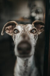 Curious greyhound pressing nose to glass while looking out window at home - ADSF12091