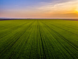 Aerial view of vast green wheat field at sunset - NOF00121