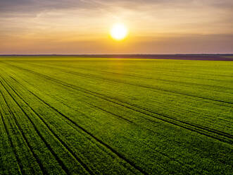 Aerial view of vast green wheat field at sunset - NOF00122