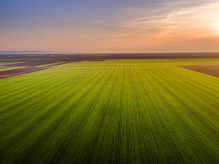 Luftaufnahme eines großen grünen Weizenfeldes bei Sonnenuntergang - NOF00124