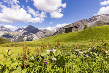 Schweizer Alpen im Sommer mit abgelegener Hütte im Hintergrund - WDF06175