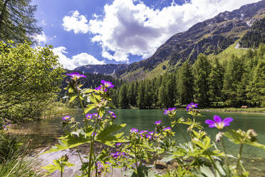 Blühende Wildblumen am Ufer des Lai da Palpuogna im Sommer - WDF06194