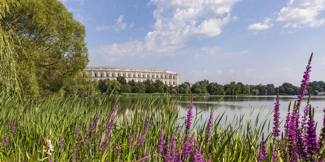 Deutschland, Bayern, Nürnberg, Lila Wildblumen blühen am grasbewachsenen Seeufer im Volkspark Dutzendteich mit Kongresshalle im Hintergrund - WDF06199