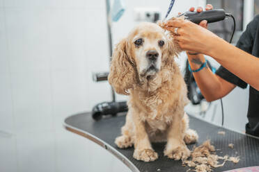 Anonyme Frau trimmt das Fell am Ohr eines traurigen Spaniels mit einem elektrischen Rasierapparat auf einem Tisch in einem Friseursalon - ADSF12156